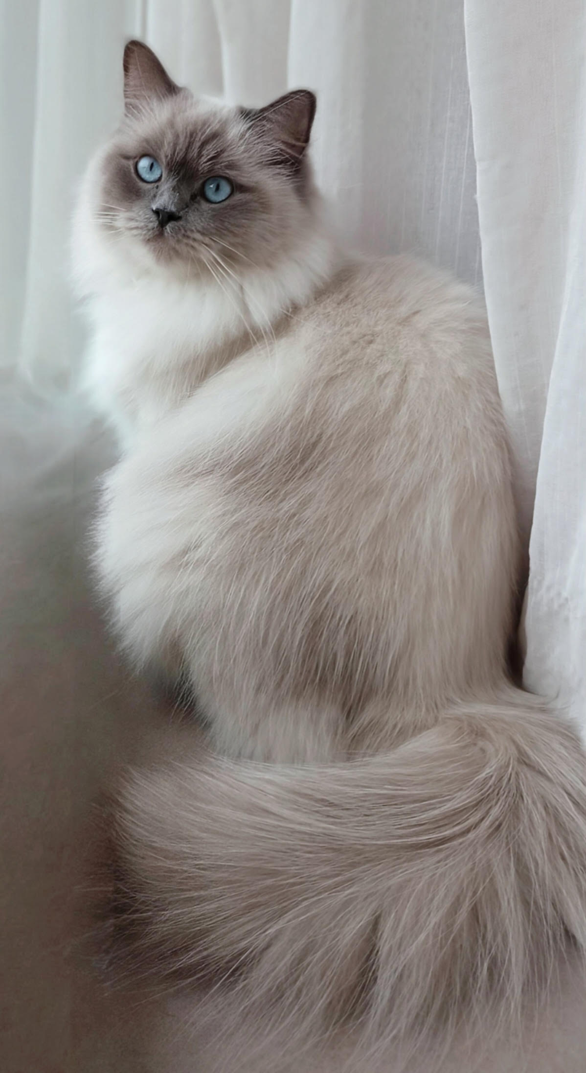 chatte ragdoll