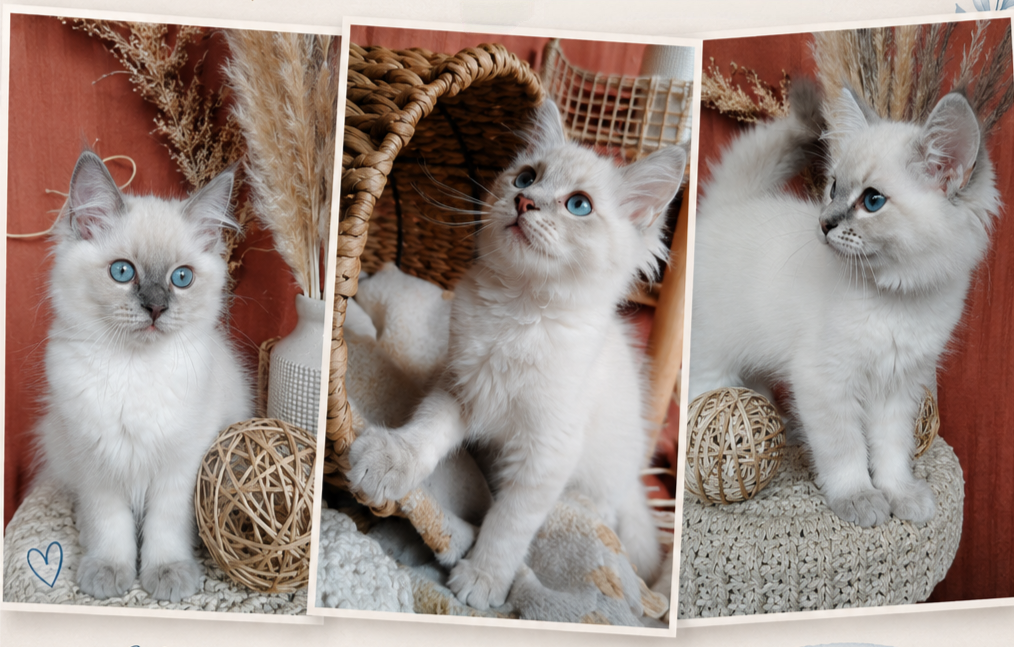 chatons ragdoll