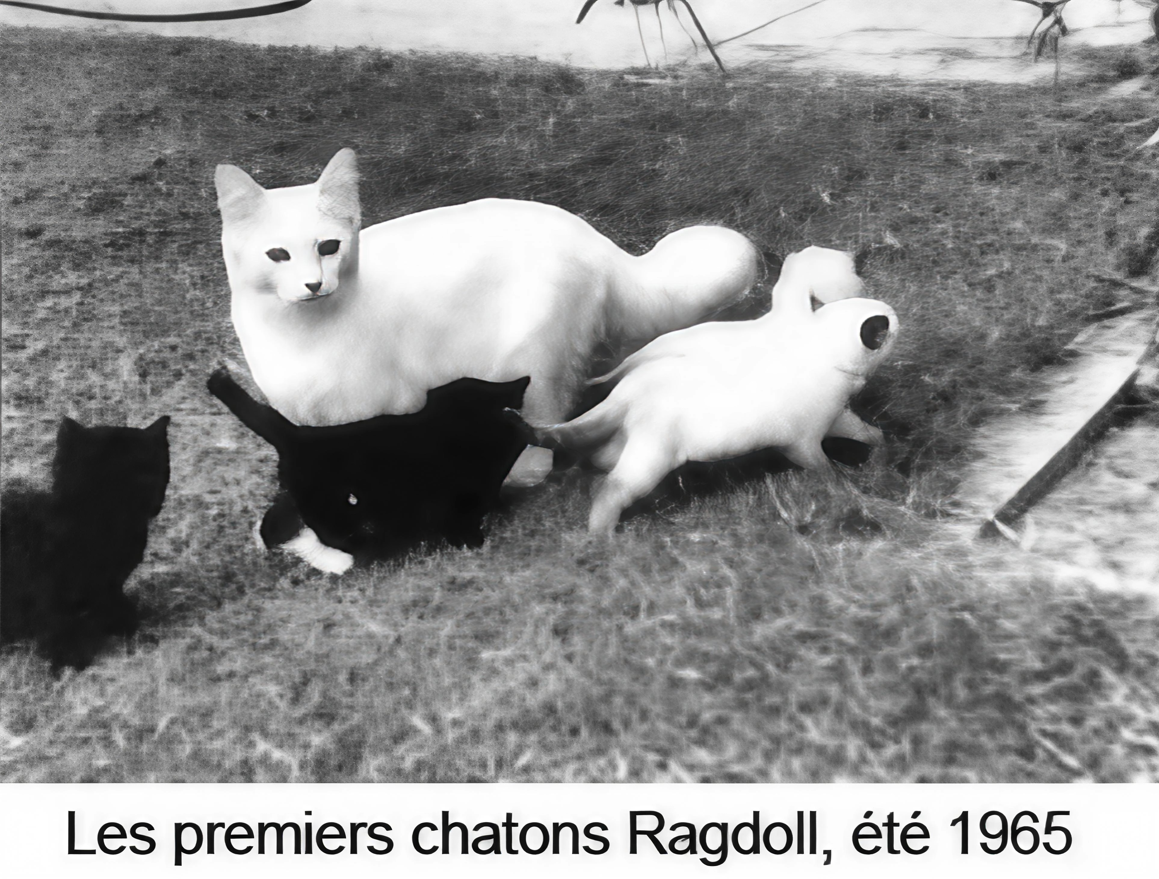 Chatons Ragdoll