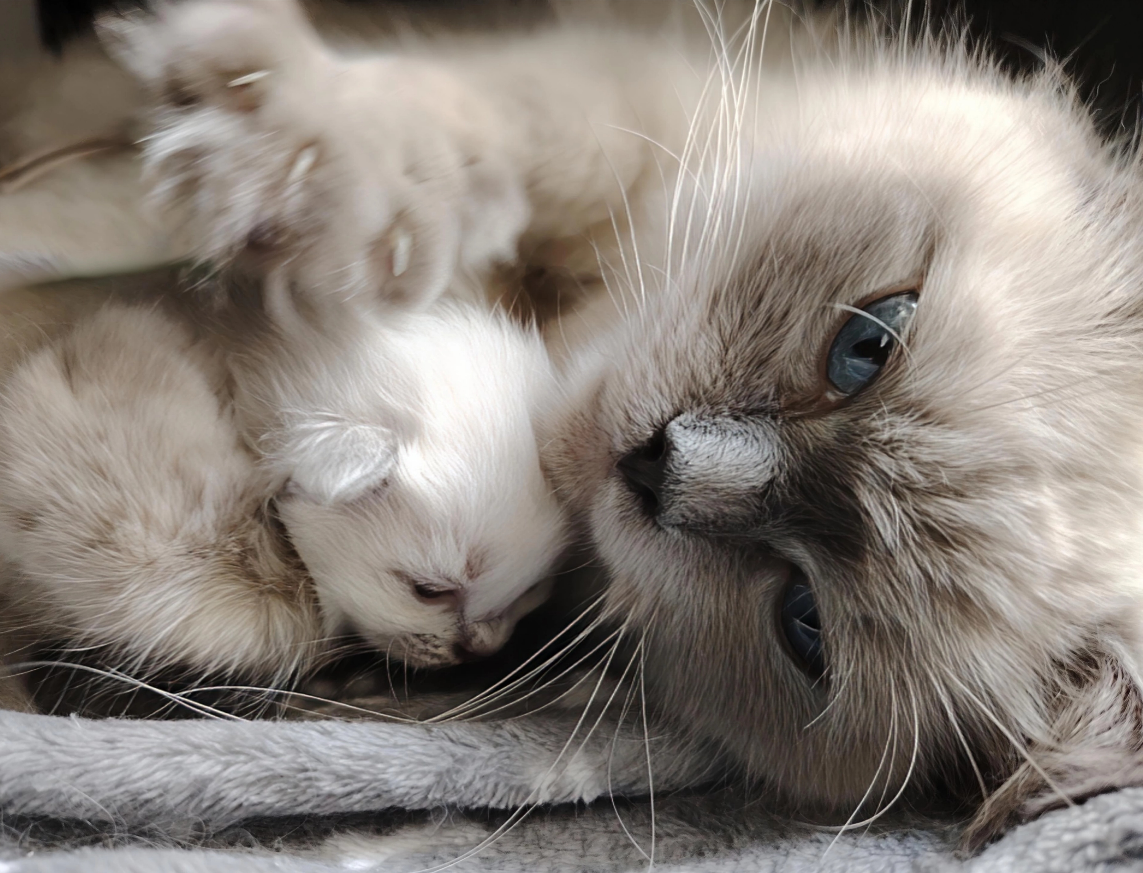 maman ragdoll et son chaton