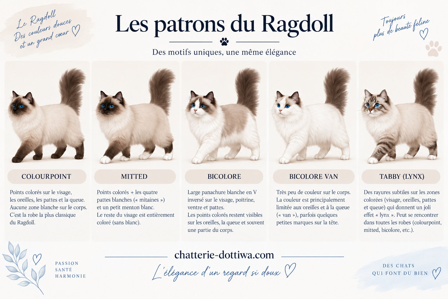 patrons du ragdoll