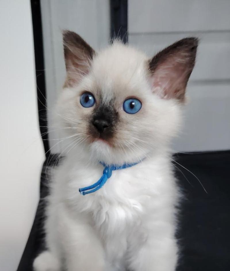 Balian Jaffa Des 3 Pas d'Ottiwa Mâle Ragdoll