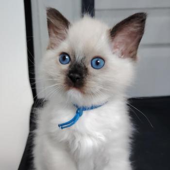 chaton Ragdoll black mitted Balian Jaffa Des 3 Pas d'Ottiwa