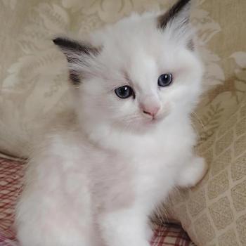 chat Ragdoll seal point & blanc Balthazar De L'Aune Des 3 Pas d'Ottiwa