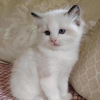 chat Ragdoll seal point & blanc Balthazar De L'Aune Des 3 Pas d'Ottiwa