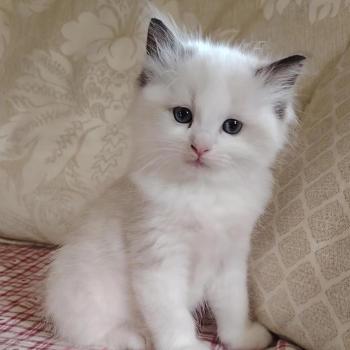 chat Ragdoll seal point & blanc Balthazar De L'Aune Des 3 Pas d'Ottiwa