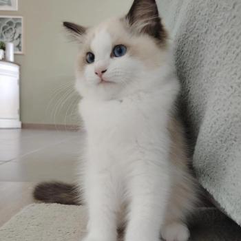 chat Ragdoll seal point & blanc Balthazar De L'Aune Des 3 Pas d'Ottiwa