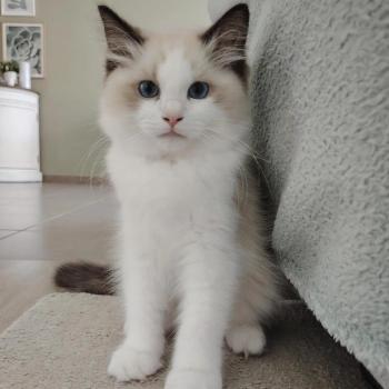 chat Ragdoll seal point & blanc Balthazar De L'Aune Des 3 Pas d'Ottiwa