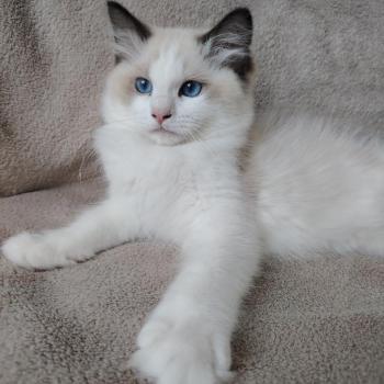 chat Ragdoll seal point & blanc Balthazar De L'Aune Des 3 Pas d'Ottiwa