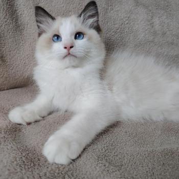 chat Ragdoll seal point & blanc Balthazar De L'Aune Des 3 Pas d'Ottiwa