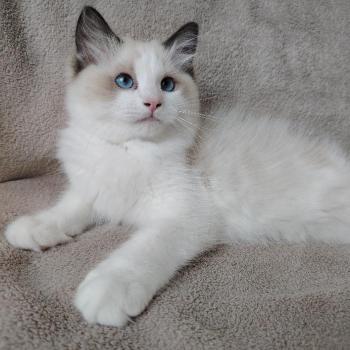 chat Ragdoll seal point & blanc Balthazar De L'Aune Des 3 Pas d'Ottiwa