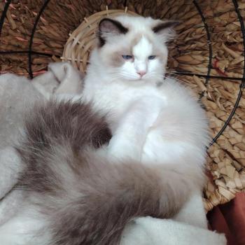 chat Ragdoll seal point & blanc Balthazar De L'Aune Des 3 Pas d'Ottiwa