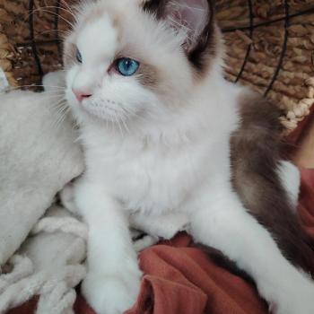 chat Ragdoll seal point & blanc Balthazar De L'Aune Des 3 Pas d'Ottiwa