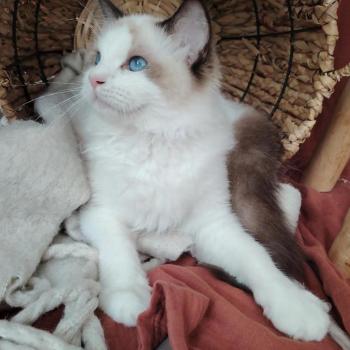 chat Ragdoll seal point & blanc Balthazar De L'Aune Des 3 Pas d'Ottiwa