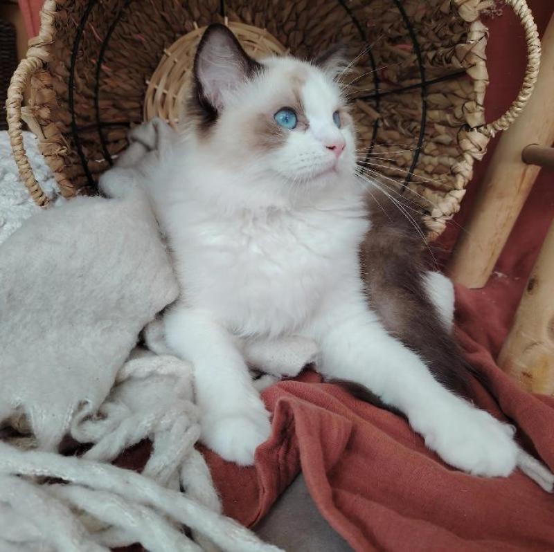 Balthazar De L'Aune Mâle Ragdoll