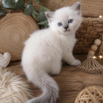 chaton Ragdoll blue point Bella Diva Des 3 Pas d'Ottiwa