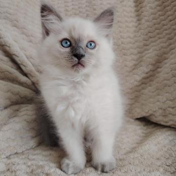 chaton Ragdoll blue point Bella Diva Des 3 Pas d'Ottiwa