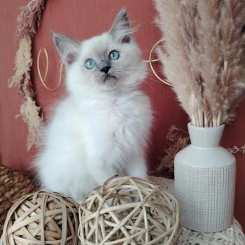 chaton Ragdoll blue point Bella Diva Des 3 Pas d'Ottiwa