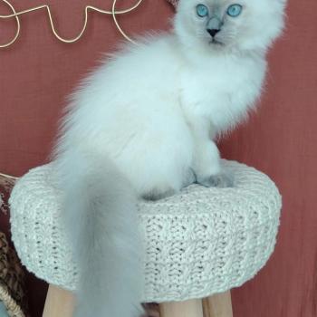 chaton Ragdoll blue point Bella Diva Des 3 Pas d'Ottiwa