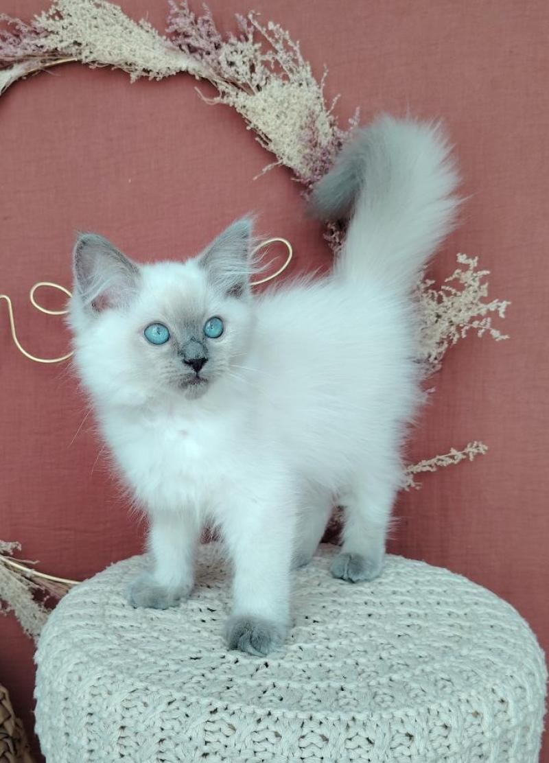 Bella Diva Des 3 Pas d'Ottiwa Femelle Ragdoll