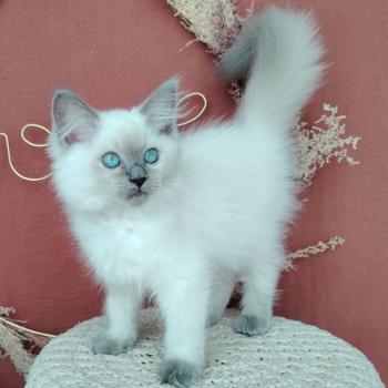Bella Diva Des 3 Pas d'Ottiwa Femelle Ragdoll
