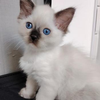 chaton Ragdoll seal point Bilbon Des 3 Pas d'Ottiwa