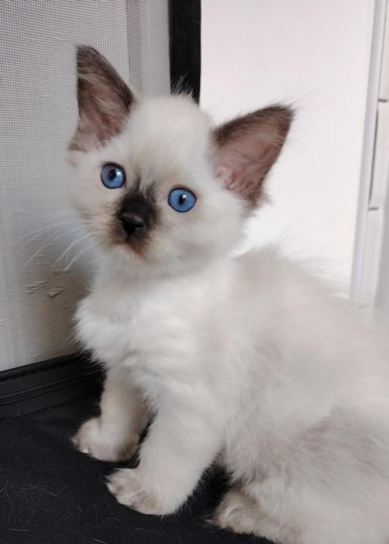 Bilbon Moria Des 3 Pas d'Ottiwa Mâle Ragdoll