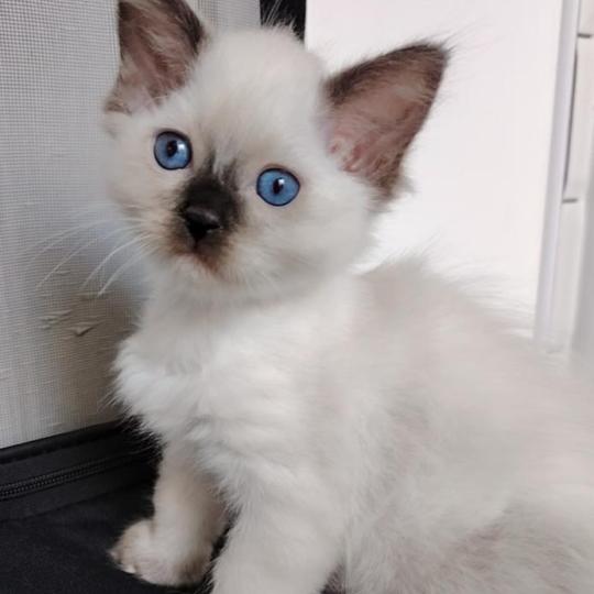 Bilbon Moria Des 3 Pas d'Ottiwa Mâle Ragdoll