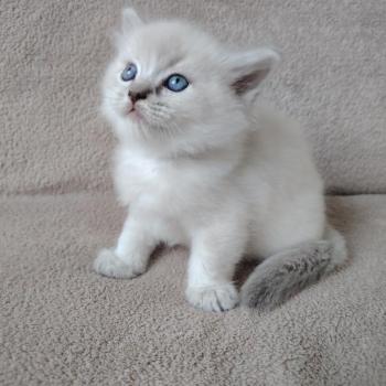 chaton Ragdoll blue tabby point Bohemian Rhapsodya Des 3 Pas d'Ottiwa
