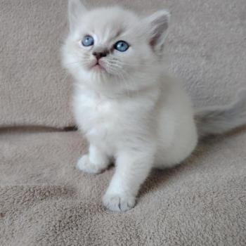 chaton Ragdoll blue tabby point Bohemian Rhapsodya Des 3 Pas d'Ottiwa