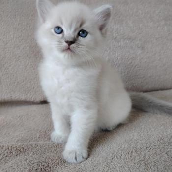 chaton Ragdoll blue tabby point Bohemian Rhapsodya Des 3 Pas d'Ottiwa