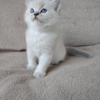 chaton Ragdoll blue tabby point Bohemian Rhapsodya Des 3 Pas d'Ottiwa