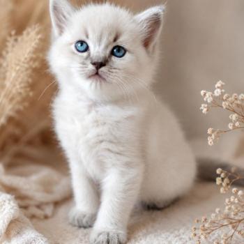 chaton Ragdoll blue tabby point Bohemian Rhapsodya Des 3 Pas d'Ottiwa