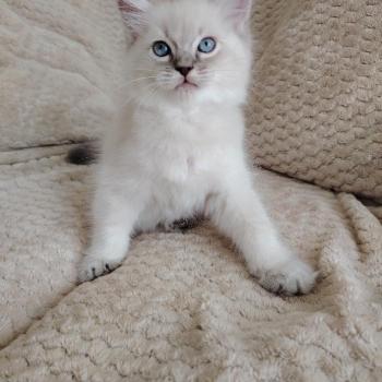 chaton Ragdoll blue tabby point Bohemian Rhapsodya Des 3 Pas d'Ottiwa