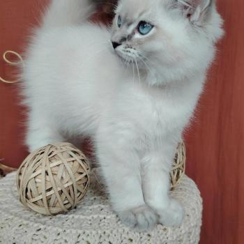 chaton Ragdoll blue tabby point Bohemian Rhapsodya Des 3 Pas d'Ottiwa