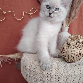chaton Ragdoll blue tabby point Bohemian Rhapsodya Des 3 Pas d'Ottiwa