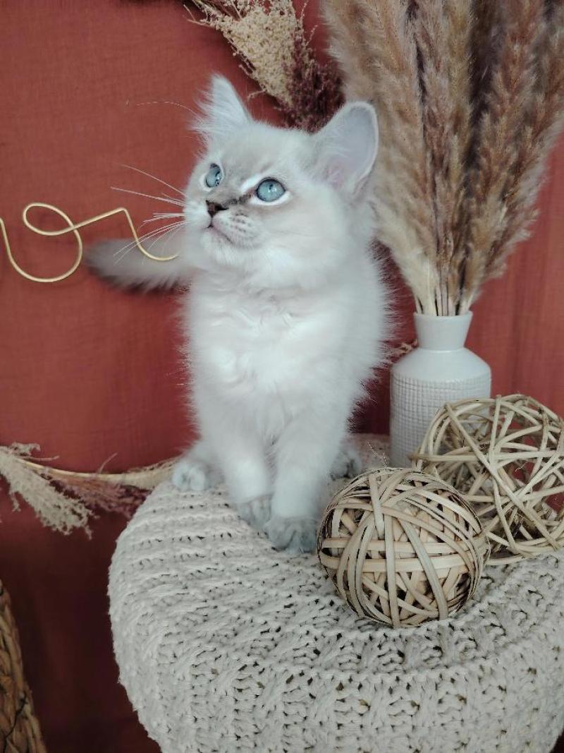 Bohemian Rhapsodya Des 3 Pas d'Ottiwa Mâle Ragdoll