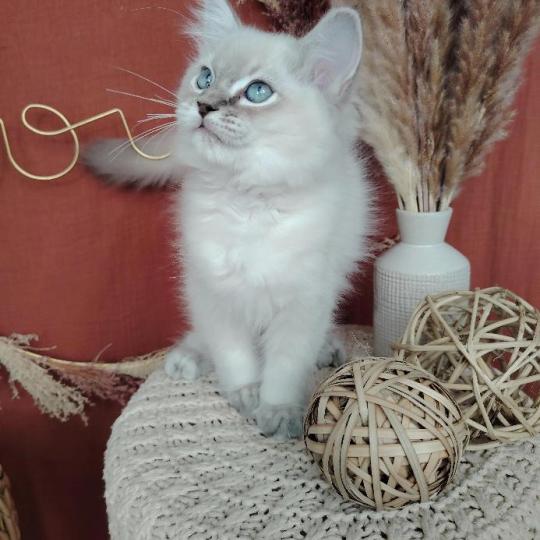 Bohemian Rhapsodya Des 3 Pas d'Ottiwa Mâle Ragdoll