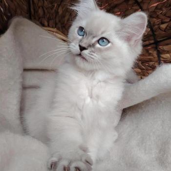 chaton Ragdoll blue tabby point Bohemian Rhapsodya Des 3 Pas d'Ottiwa
