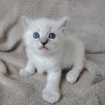 chaton Ragdoll blue tabby point Boromir Roha Des 3 Pas d'Ottiwa