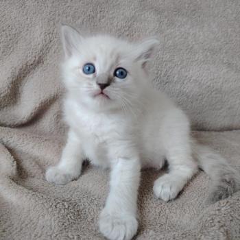 chaton Ragdoll blue tabby point Boromir Roha Des 3 Pas d'Ottiwa