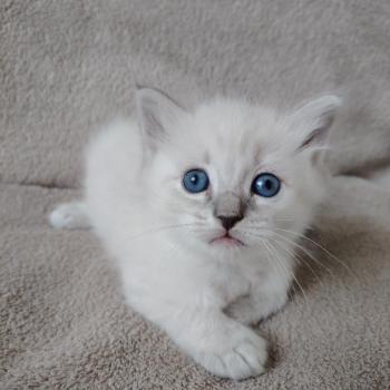 chaton Ragdoll blue tabby point Boromir Roha Des 3 Pas d'Ottiwa