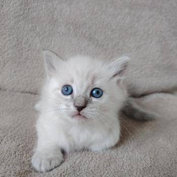 chaton Ragdoll blue tabby point Boromir Roha Des 3 Pas d'Ottiwa