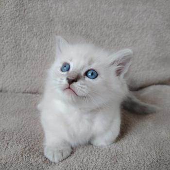 chaton Ragdoll blue tabby point Boromir Roha Des 3 Pas d'Ottiwa