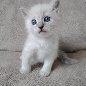 chaton Ragdoll blue tabby point Boromir Roha Des 3 Pas d'Ottiwa