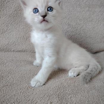 chaton Ragdoll blue tabby point Boromir Roha Des 3 Pas d'Ottiwa