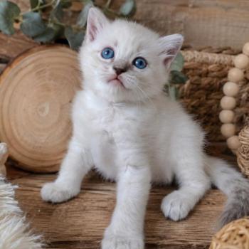 chaton Ragdoll blue tabby point Boromir Roha Des 3 Pas d'Ottiwa
