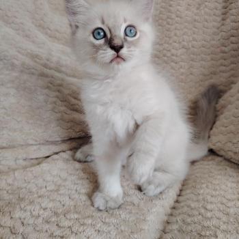 chaton Ragdoll blue tabby point Boromir Roha Des 3 Pas d'Ottiwa