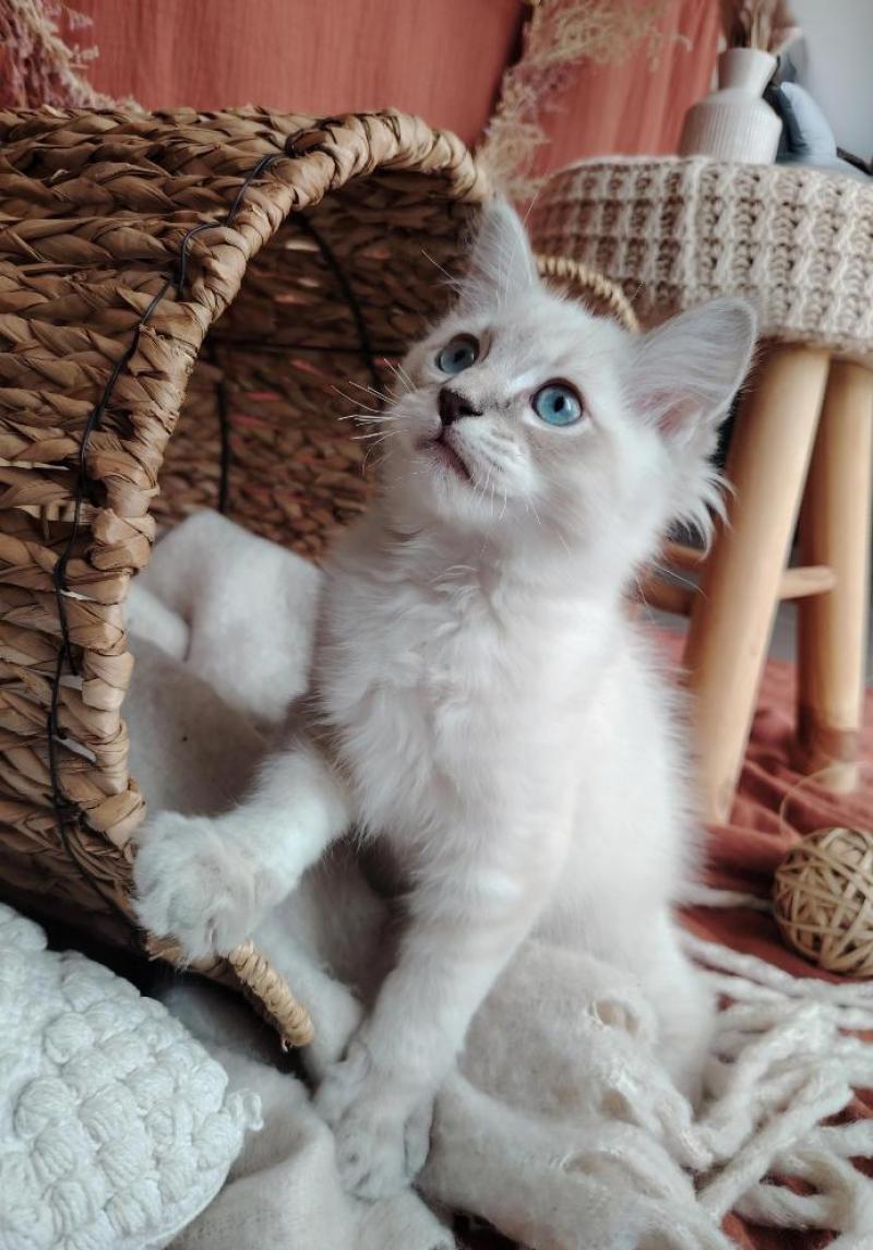 Boromir Roha Des 3 Pas d'Ottiwa Mâle Ragdoll