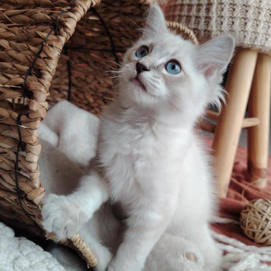 Boromir Roha Des 3 Pas d'Ottiwa Mâle Ragdoll